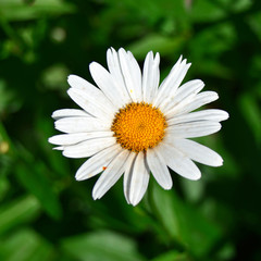Fototapeta premium White daisy