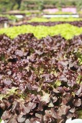 Butter head vegetable in hydroponic farm
