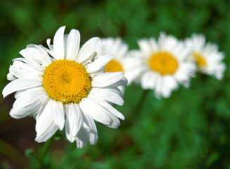 Fototapeta premium White daisy