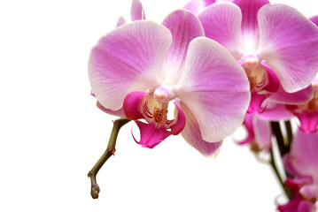 Purple orchid