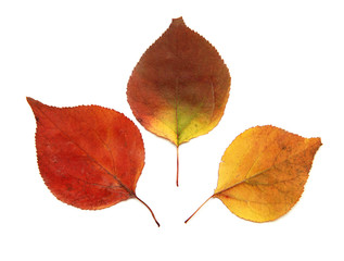 Three apricots autumn leaf