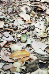 Old  brown leaves background texture