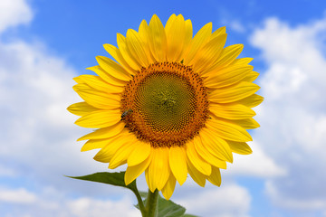 Obraz premium Sunflower