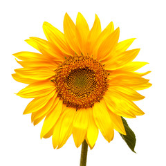 Fototapeta premium Sunflower