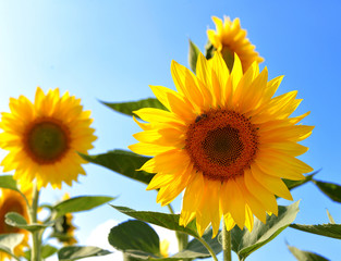 Obraz premium Sunflower