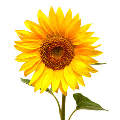 Obraz premium Sunflower
