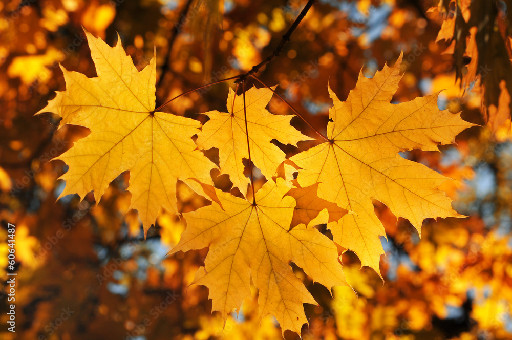 Poster Yellow maple