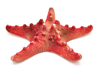 Red sea star