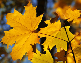 Yellow maple