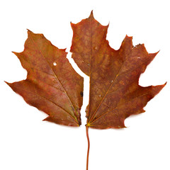 Brown maple leaf