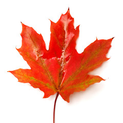 Red leaf