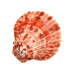 Seashell