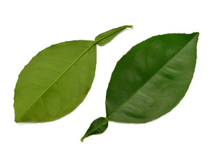 Leaf