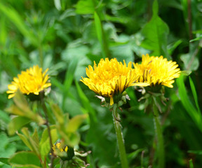 Yellow dandelions