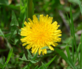 Yellow dandelion