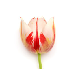Red tulip