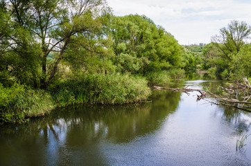 Fototapeta na wymiar stream river around green trees and cane. ripple water