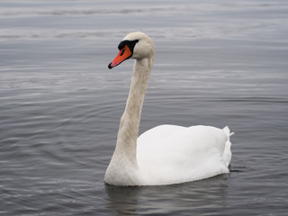 Fototapeta premium Swan