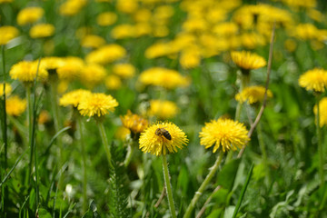 Dandelions