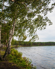 birch standing and blow wind near a river