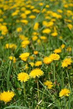 Yellow dandelions © Ian 2010