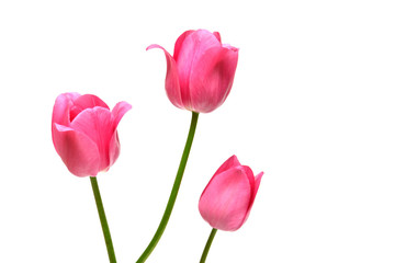 Fototapeta premium Three pink tulips