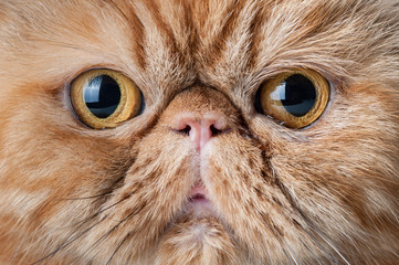 Naklejka premium Red persian short hair cat close up portrait.