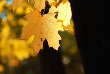 Yellow maple
