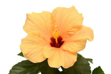 Orange hibiscus