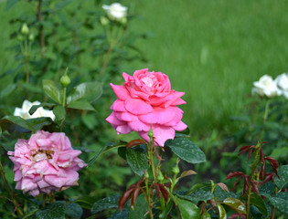 Pink rose