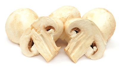 Champignon mushroom