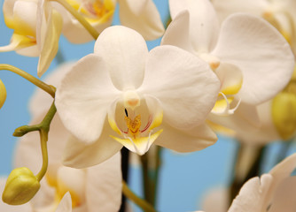 White orchid © Ian 2010
