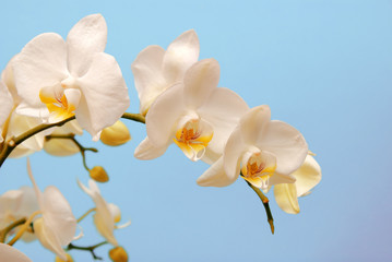 White orchid