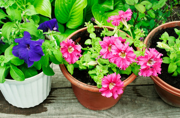 multicolored petunias in pots