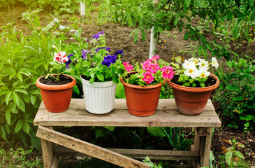 petunias in pots