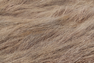 Dry grass background