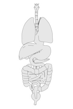 cartoon image of human organs