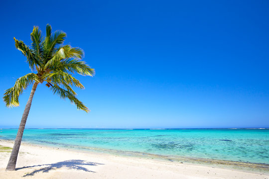 Paradise beach and palm tree in tropical island © Oleksandr Dibrova