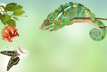 caméléon épiant un papillon © Unclesam
