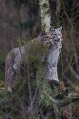 Luchs in seinem Lebensraum