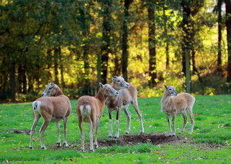 Roe deer group