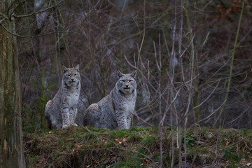Luchs in seinem Lebensraum