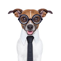 dumb business dog