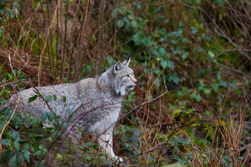 Luchs in seinem Lebensraum