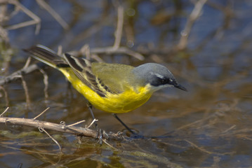 cutrettola (Motacilla flava cinereocapilla)