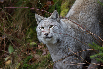 Luchs
