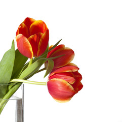 three red and yellow tulips isolated on white