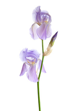 Light lilac flower isolated on a white background. Iris croatica