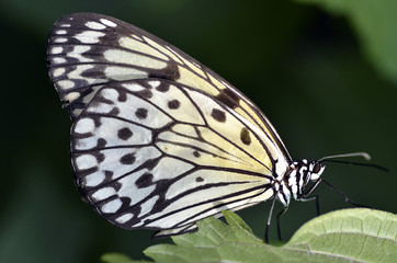 Fototapeta na wymiar Macro of Paper kite butterfly Idea leuconoe on leaf