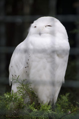 zagreb zoo snow owl